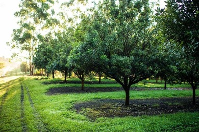 Award winning 211 acre Macadamia Nut Orchard. Finest on the - photo 3