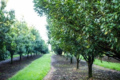 Award winning 211 acre Macadamia Nut Orchard. Finest on the - photo 4