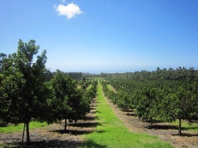 Award winning 211 acre Macadamia Nut Orchard. Finest on the - photo 8