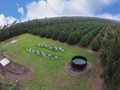 Award winning 211 acre Macadamia Nut Orchard. Finest on the - photo 9