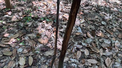 Located near Neely, Mississippi, this diverse hunting property - photo 32