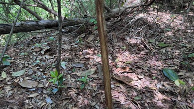 Located near Neely, Mississippi, this diverse hunting property - photo 40