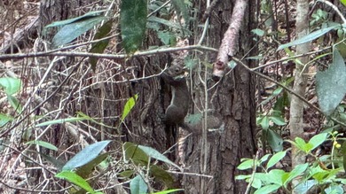 Located near Neely, Mississippi, this diverse hunting property - photo 43
