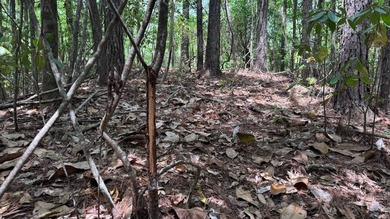 Located near Neely, Mississippi, this diverse hunting property - photo 44