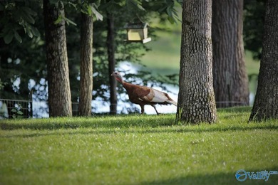 This gated compound is EVERYTHING! Just under 200 acres of the - photo 3