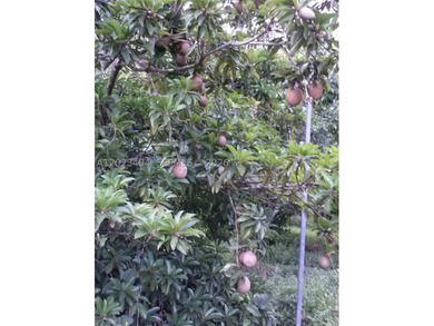 5 Acres Income producing Lychee and other fruit trees. Located - photo 5