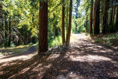 A paved private road winds through majestic redwoods and pines - photo 1