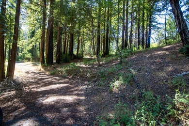 A paved private road winds through majestic redwoods and pines - photo 4