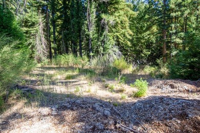 A paved private road winds through majestic redwoods and pines - photo 6