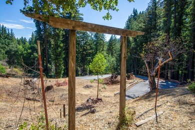 A paved private road winds through majestic redwoods and pines - photo 8