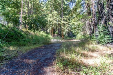 A paved private road winds through majestic redwoods and pines - photo 9