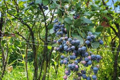 A rare offering in Eastern WA, Willow Wind Organic Farms - photo 6
