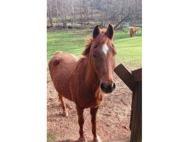 ESCAPE TO YOUR NORTH GEORGIA PARADISE! Calling all horse lovers