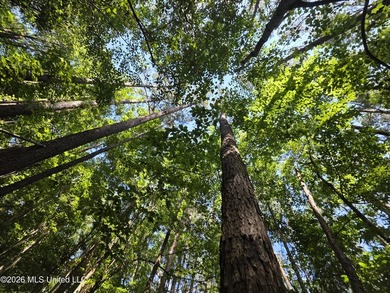 73.6+/- Acres on Summers Lane | Brookhaven, Mississippi Welcome - photo 47