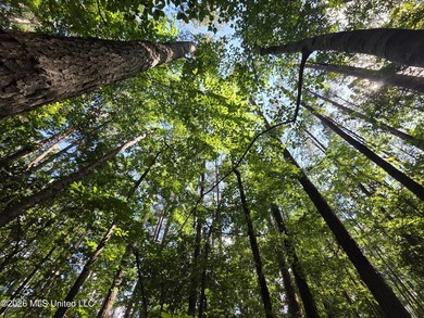 73.6+/- Acres on Summers Lane | Brookhaven, Mississippi Welcome - photo 48