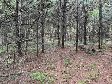 This sale includes two lots on a quiet town-maintained road - photo 21