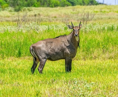 (private lake, pond, coastal) Acreage For Sale in  Texas