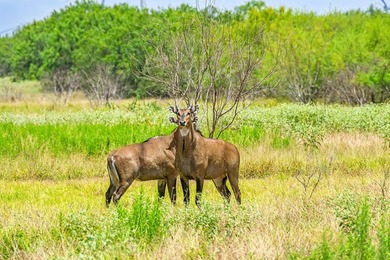 Rancho Zayas is a premier 503 acre high-fenced hunting & - photo 10