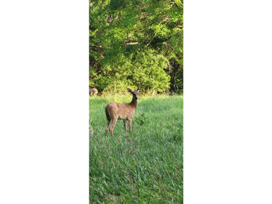 Come fall in LOVE with Cattail Springs! A beautiful one-owner - photo 36