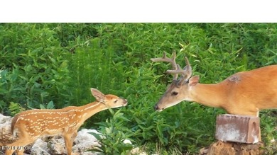 Lake Lot For Sale in Rockwood, Tennessee