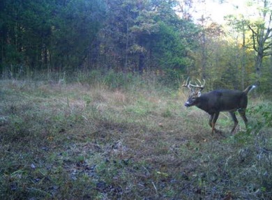 217.088 Acres in Three Separate Tracts Discover the perfect - photo 16