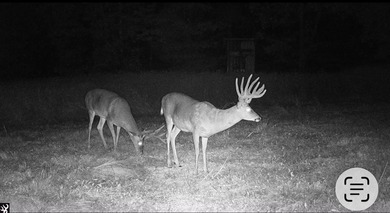 217.088 Acres in Three Separate Tracts Discover the perfect - photo 19