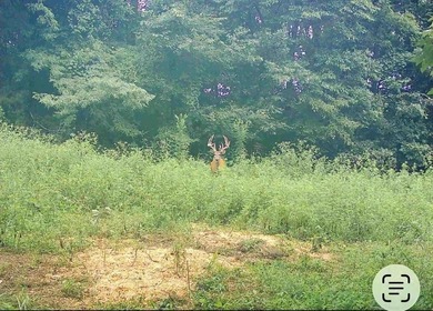 217.088 Acres in Three Separate Tracts Discover the perfect - photo 20