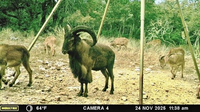 Set on 22.45 wildlife-exempt AC in the heart of the Hill Country - photo 10