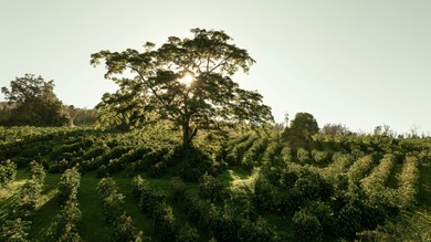 Kona Rainforest Coffee Farm is truly one of a kind, a fully - photo 2