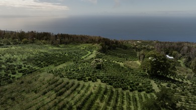 Kona Rainforest Coffee Farm is truly one of a kind, a fully - photo 3