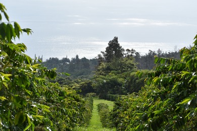 Kona Rainforest Coffee Farm is truly one of a kind, a fully - photo 4