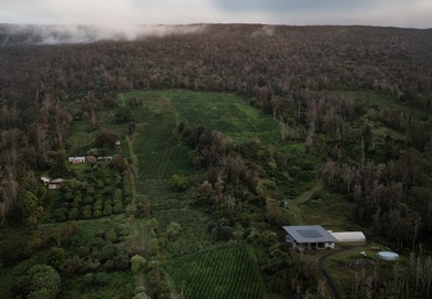 Kona Rainforest Coffee Farm is truly one of a kind, a fully - photo 5
