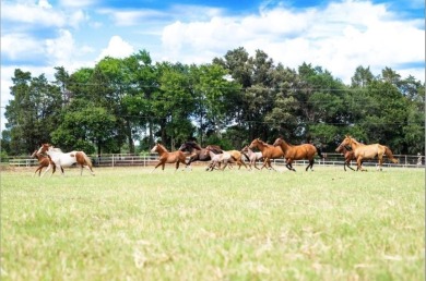 Elite equestrian property and venue with 494 acres! Rising S - Lake Commercial For Sale in Athens, Texas