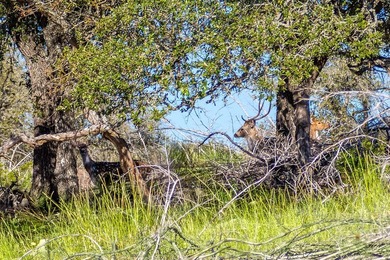Beautiful 45.02+/- acres of raw land that is Ag Exempt!!! This - photo 5