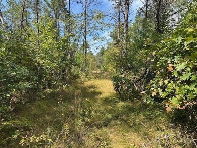 Beautifully wooded parcel on a secluded country road just south - photo 5