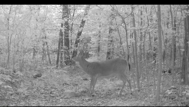 (private lake, pond, creek) Acreage For Sale in Pierson Michigan