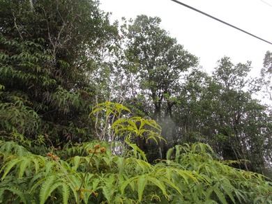 Listen to the birds sing all day long in the giant native Ohia - photo 3