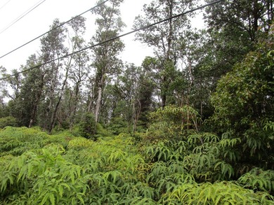 Listen to the birds sing all day long in the giant native Ohia - photo 4