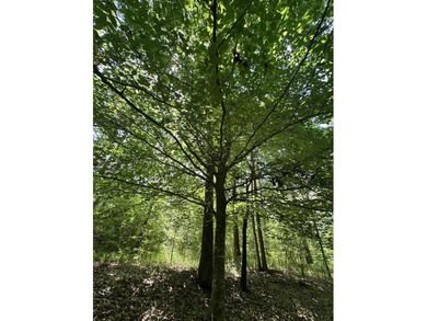 LAKEFRONT in Pointe Shores!! 1.51 Acre LAKEFRONT lot in Pointe - photo 3