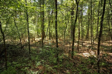 Come take a look at this 1 acre parcel with deeded access to - photo 7