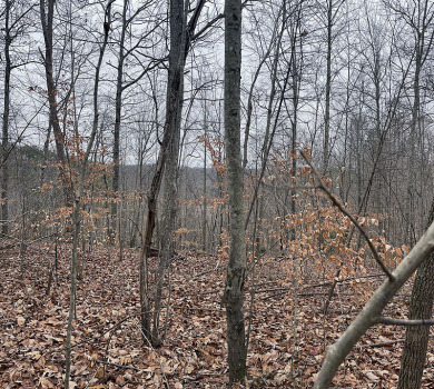 .6-Acre Lake Cumberland Lake View Cabin Building Lot - photo 3