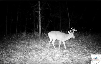94 acres of Hunting Haven! Perfectly suited for the avid - photo 22