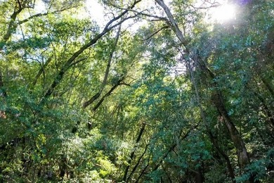 Discover a hidden gem high above Silicon Valley - a serene 8 - photo 7