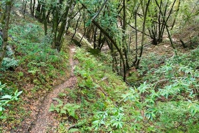 Discover a hidden gem high above Silicon Valley - a serene 8 - photo 9
