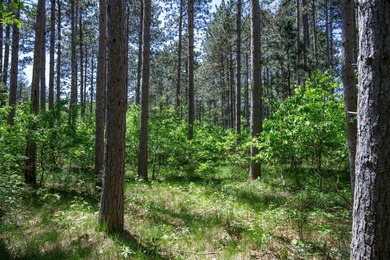 Nicely wooded .48-acre lot in Castle Rock Estates subdivision - photo 4