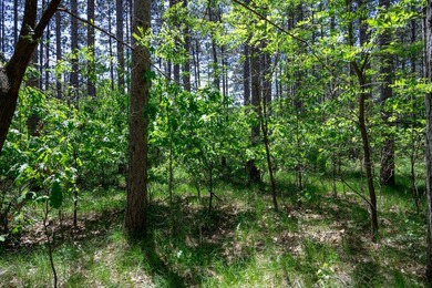 Nicely wooded .48-acre lot in Castle Rock Estates subdivision - photo 5