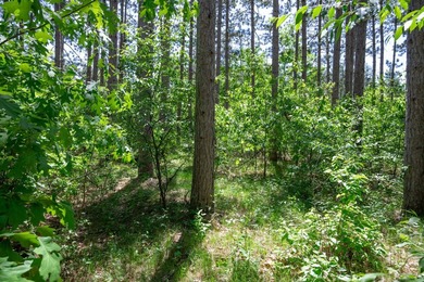 Nicely wooded .48-acre lot in Castle Rock Estates subdivision - photo 8