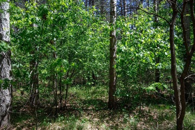 Nicely wooded .48-acre lot in Castle Rock Estates subdivision - photo 9