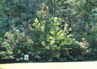 5.5 acres in beautiful neighborhood with all gated driveways - photo 3