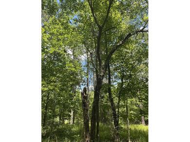 Beautiful Interior Lake Lot in the Eagle Pointe lake community - photo 8